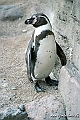 Zoo KBH 1998 0147